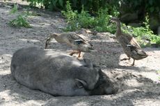 Laufente-Hängebauchschwein-028.jpg